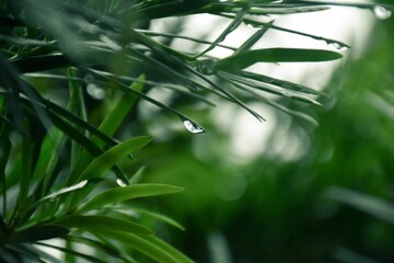 Close-up of green leaves with dew drops