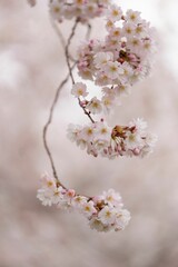 Beautiful image of soft pink and white cherry blossoms in full bloom