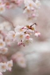 Beautiful image of soft pink and white cherry blossoms in full bloom