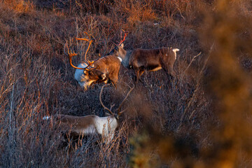 Bull Caribou facing off at sunset