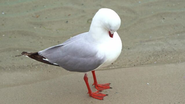 Close up shot of an Australian silver gull, chroicocephalus novaehollandiae perched on the sandy beach shore, preening and grooming its feathers against rippling water.