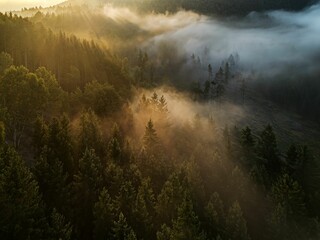 AI generated illustration of a stunning sunrise over a misty landscape with a forest