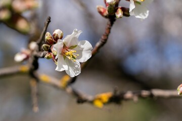 Vibrant April blossom on a flowering cherry tree branch in full bloom, illuminated in the sunlight