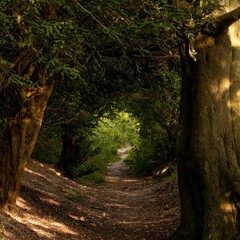 Obraz premium a sunny trail in a forest