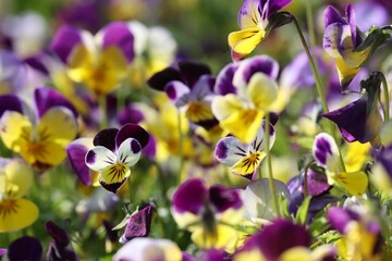 Diverse array of garden pansy blooms growing in an expanse of lush green grass