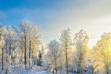 Scenic view of trees covered with snow in winter in Norway