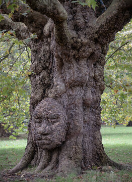 Liverpool, UK-Oct 08, 2023-The giant grandfather tree at Acton public park. The tree looks like human's face, Trunk and big tree roots spreading out, The concept of care and environmental protection. 
