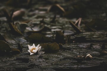 Single water lily floating on the tranquil surface of water, Hamburg, Germany