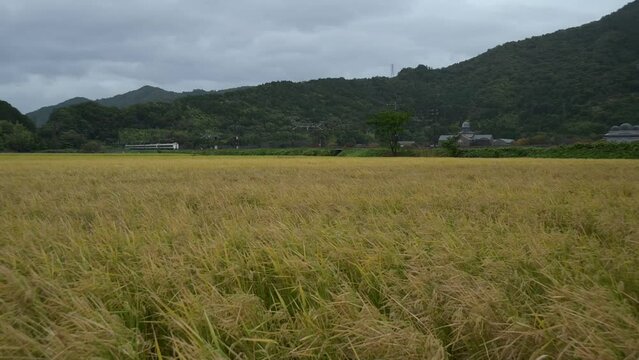安土城考古博物館を背景に走る特急サンダーバード （東海道本線 安土 - 能登川, 2023年11月）
