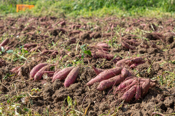 掘りたてさつま芋がたくさんある畑