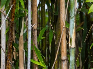Fototapeta na wymiar Close up of bamboo forest