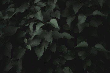 Closeup of dark green plants on shrubs
