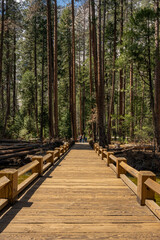 wooden bridge in the forest yosemite