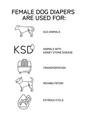 Vector line infographic. Female dog diapers are used for: old animals, dog kidney stone disease, dog transportation, rehabilitation, estrous cycle. Dog wearing diaper.