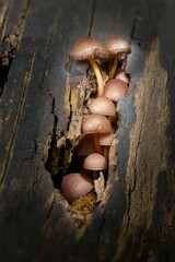 Closeup of some beautiful bonnet mushrooms (mycena renati) on a tree stump