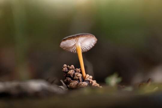 Macro shot of a pinecone cap mushroom (stephanocystis)