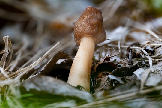 Closeup of a bell morel mushroom (verpa conica) in spring
