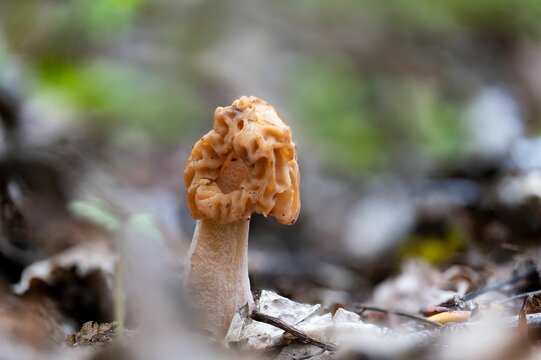 Closeup of a early morel mushroom (verpa bohemica) in spring