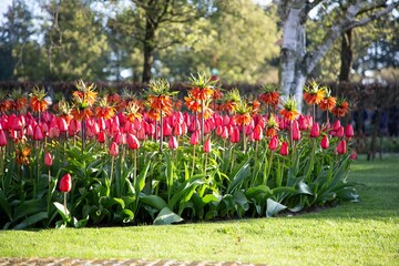 Beautiful tulips and orange imperial hazel grouse in the park