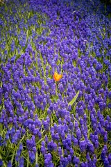Obraz premium Beautiful grape hyacinths (Muscari armeniacum) in the park