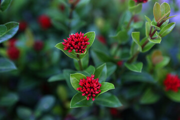 Red flowers: symbol of love and passion, adding vibrant beauty to any occasion.