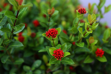 Red flowers: symbol of love and passion, adding vibrant beauty to any occasion.