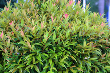 Leaves, nature's solar panels, come in various shapes and colors, playing a vital role in photosynthesis and beautifying our world.