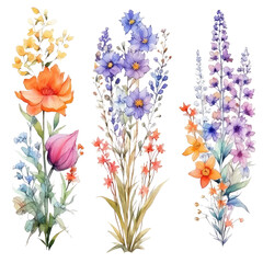 watercolor wildflowers floral borders Beautiful meadow floral arrangements isolated on transparent background