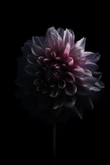 Foto op Canvas AI generated illustration of a Dahlia pinnata flower in full bloom on a black background © Wirestock