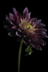 AI generated illustration of a Dahlia pinnata flower in full bloom on a black background