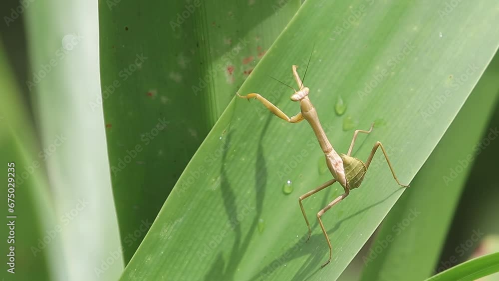 Poster close-up of a praying mantis moving on green grass. the praying mantis is an insect of the order man