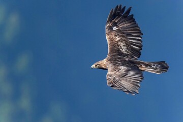 青い山並みをバックに獲物を探して悠然と飛ぶイヌワシ成鳥