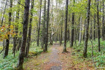 色づき始めた秋の蓼科の森の遊歩道の情景