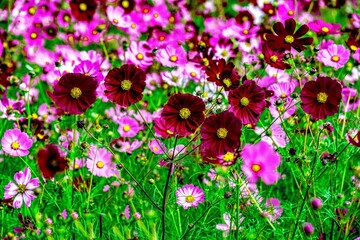 三光のコスモス