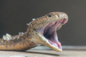 A King Cobra with open mouth adjusts its jaw after shedding its skin. A few flakes of shed skin still cling to the snake’s body.