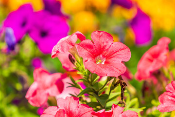 Very beautiful flowers in the flowerbed. Background with selective focus and copy space