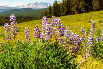 Obraz premium a mountain meadow full of purple flowers with a snow - capped mountain in the background