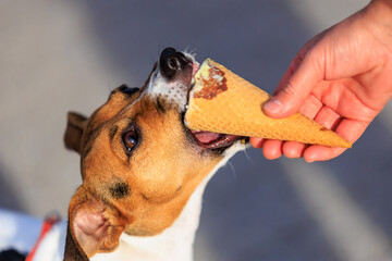 Cute Jack Russell Terrier dog eats ice cream, close-up. Pet portrait with selective focus and copy...