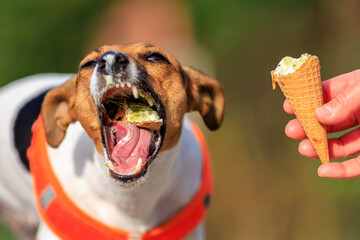 Cute Jack Russell Terrier dog eats ice cream on a walk in the park. Pet portrait with selective...