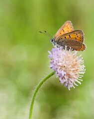 Obraz premium Vibrant brown butterfly is perched on a pink flower surrounded by lush green grass