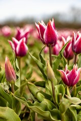 Vibrant landscape featuring a lush, green grassy field adorned with a multitude of pink tulip