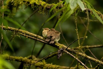 Naklejka na ściany i meble Pied flycatchers perched on a barren tree branch in a murky forest setting