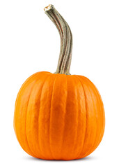 Pumpkin. Happy Thanksgiving day. Pumpkins good for carving a Jack o Lantern on Halloween. Farm autumn October harvest. Pumpkin for Oktoberfest. High resolution photo. White isolated background