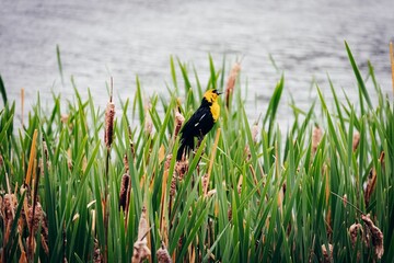 Cheerful Yellow Headed Blackbird perched on reeds at a man-made pond in Legacy, Calgary, Alberta