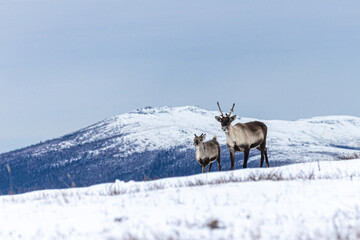 Caribou cow and calf in mountains