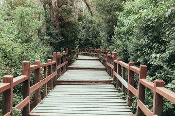 Wooden bridge spanning a lush green forest, offering a path for travelers