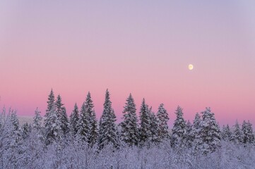 Breathtaking winter landscape featuring an array of snow-covered trees