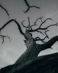 Low angle of a dead tree in the Sallandse Heuvelrug in the Netherlands on a cloudy day