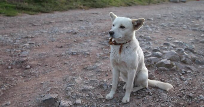 Adorable Little White Dog On Dirt Road