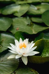 an image of a white flower surrounded by lily pads and leaves
